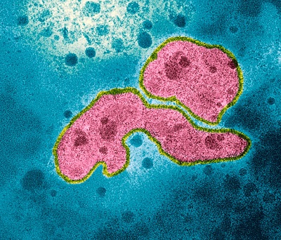 RON FOUCHIER, CREATED AN AVIAN FLU VIRUS THAT COULD INFECT HUMANS